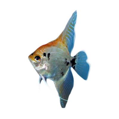 Ikan Hias Air Tawar Angelfish Mix M