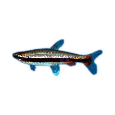 Ikan Hias Air Tawar Beckford Pencil Fish ML