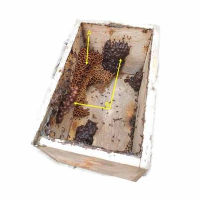 Bibit Lebah Madu Klanceng Di Kotak