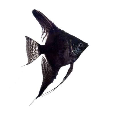Ikan Hias Air Tawar Black Angel M