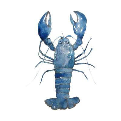 Lobster Hias Air Tawar Blue Lobster