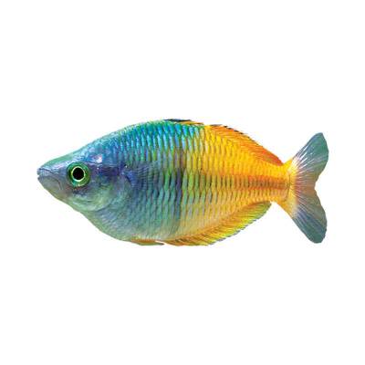 Ikan Hias Air Tawar Bosemani Rainbow 2