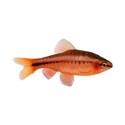  Ikan Hias Air Tawar Cherry Barb (L)