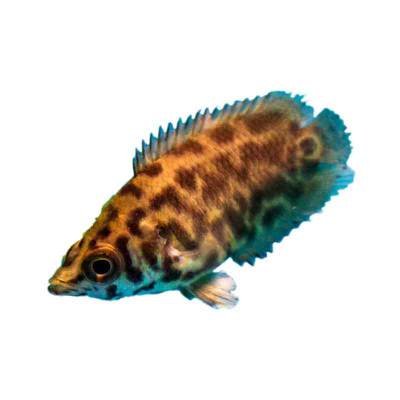 Ikan Hias Air Tawar Ctenophoma 1