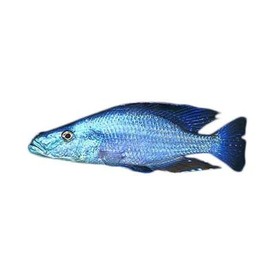 Ikan Hias Air Tawar Demidochromis Compressiceps  