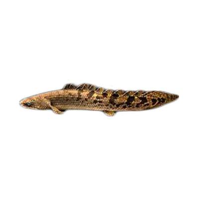 Ikan Predator Air Tawar Polypterus Endlicheri 3