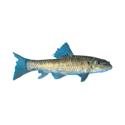 Ikan Terapi Gararufa 3 cm