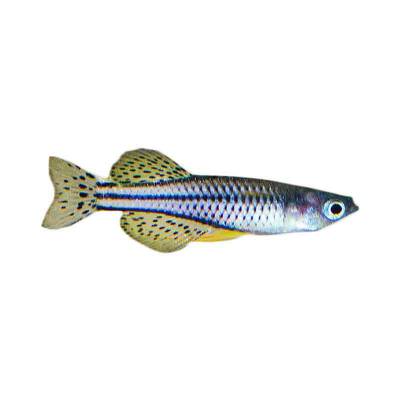 Ikan Hias Air Tawar Getrudae ML  