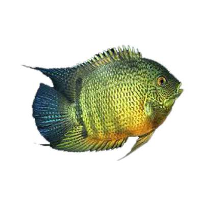 Ikan Hias Air Tawar Green Severum 1,5