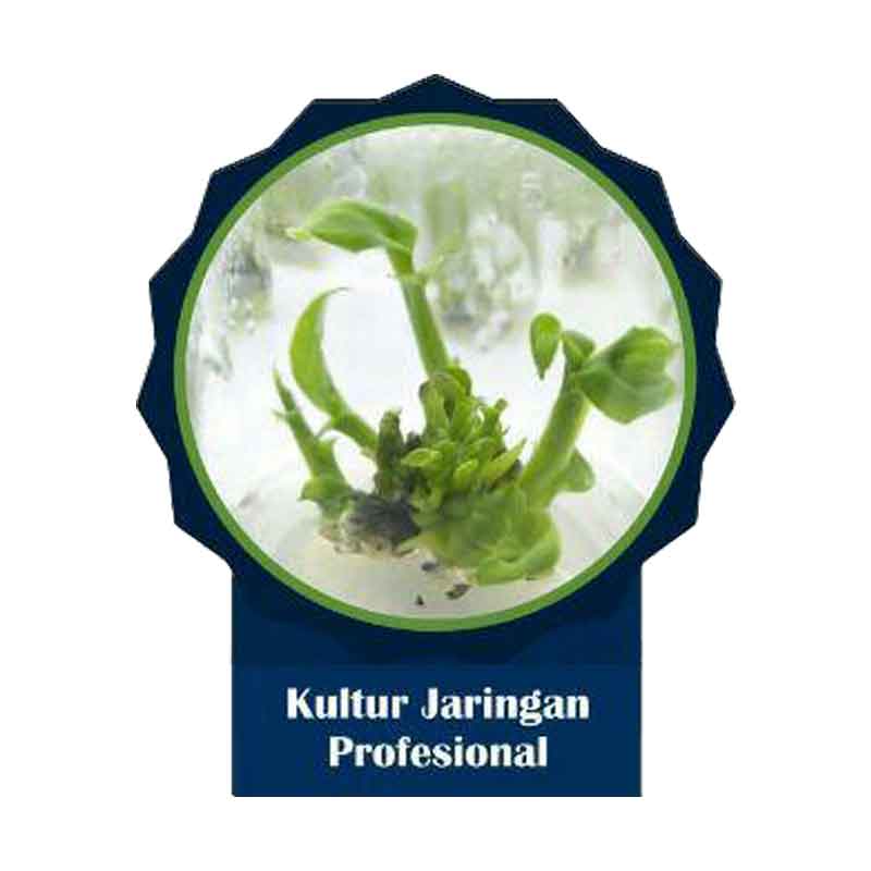 Pelatihan Kultur Jaringan Profesional