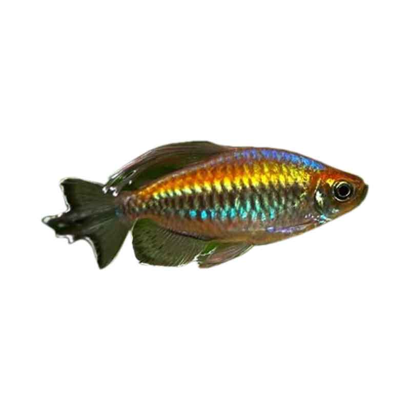 Ikan Hias Air Tawar Congo Tetra L 