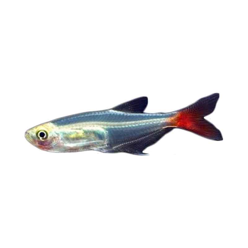 Ikan Hias Air Tawar Glass Blood Fins ML 