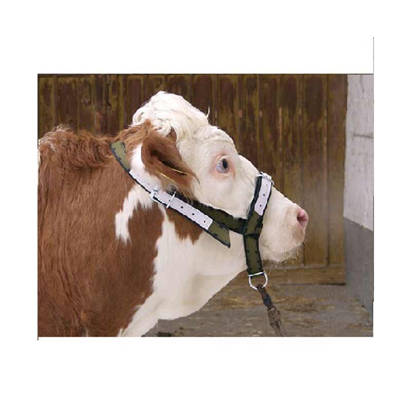 Halter Tali Sapi