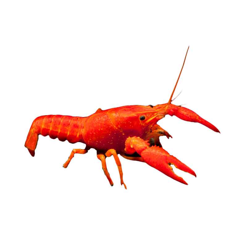 Lobster Hias Air Tawar Red Neon Lobster